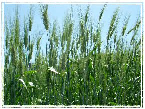 Grano Duro Senatore Cappelli