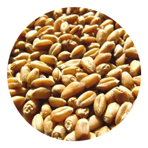 Soft Wheat Gentil Rosso