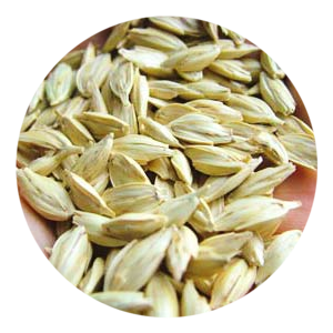 Spelt Dicoccum
