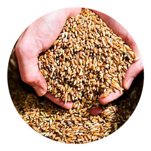 Tumilìa or Tumminìa Bio